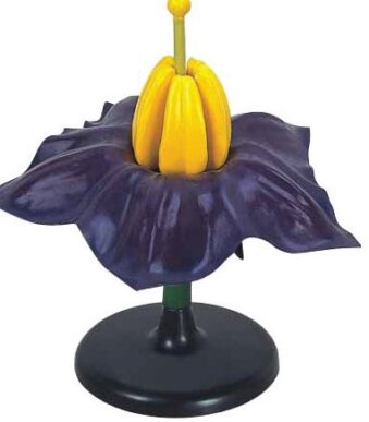 Floare de cartof mov