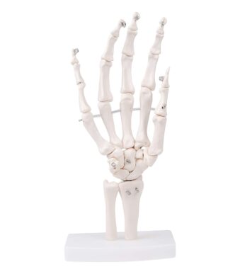 Model mana 1