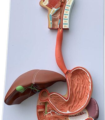 Model sistem digestiv 2