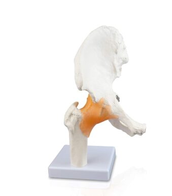 Model sold 1