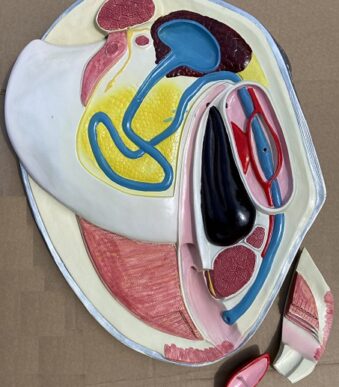 model scoica 2