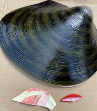 model scoica