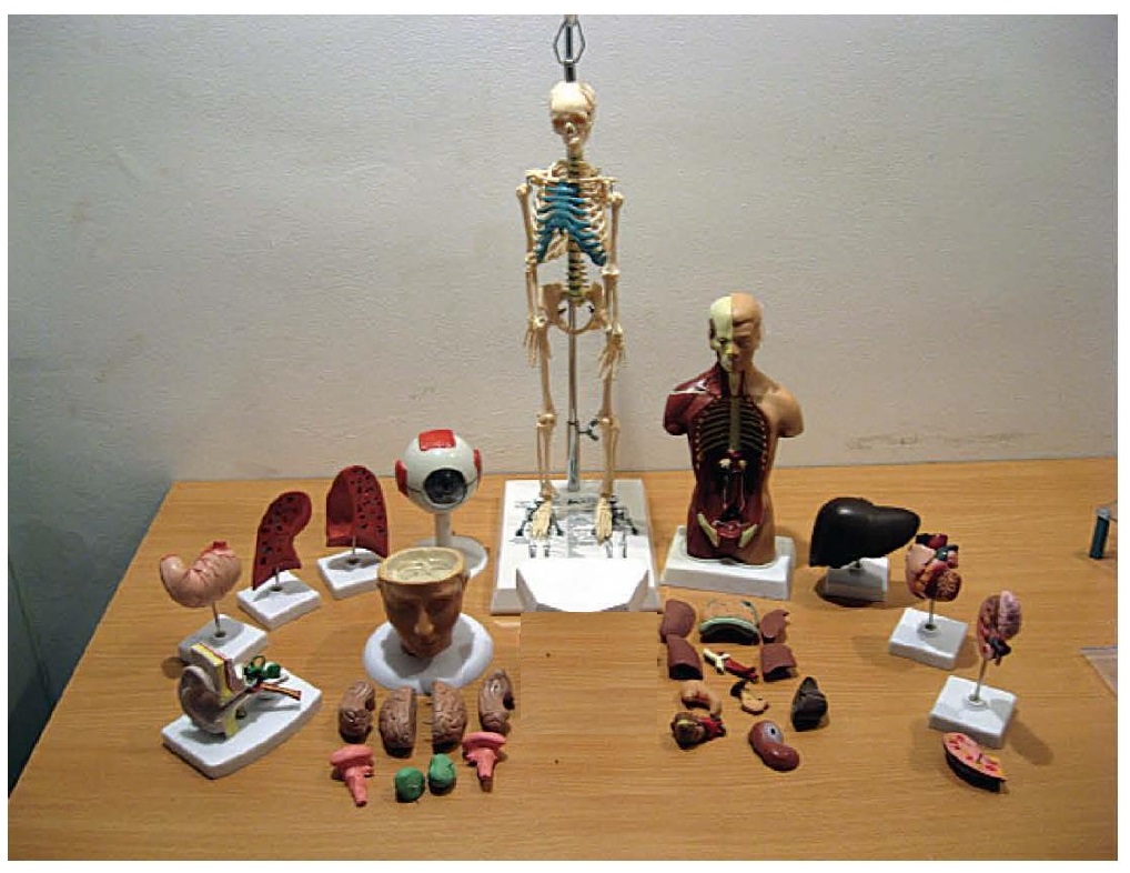 set-modele-elementare-anatomie_page-0001