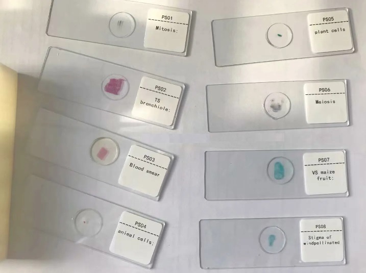 set 25 preparate microscopice biologie 3