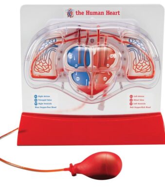 MODEL INIMA SI SISTEMUL CIRCULATOR