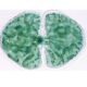 Set 10 sectiuni microscopice COCCI