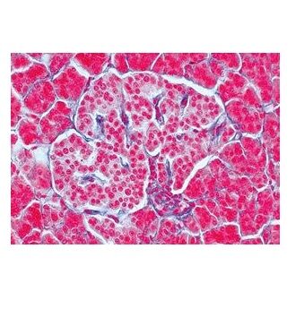 sectiuni microscopice SISTEMUL ENDOCRIN