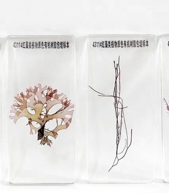 Specimen de alge rosii